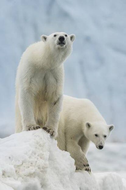 Osos polares en Svalbard.