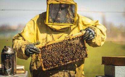 Un apicultor con una colmena de abejas.