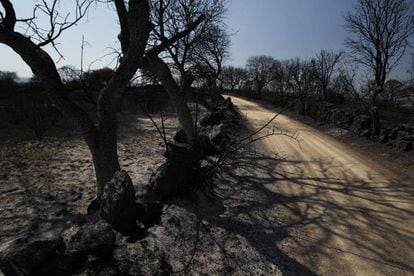 Estado que presenta el camino a Piedra Redonda a media distancia entre la localidad zamorana afectada por el fuego y los Arribes del Duero. Ambas zonas están separadas por unos 7 kilómetros.