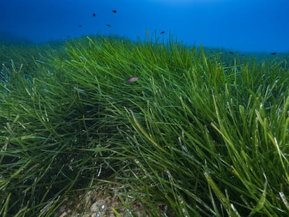 Posidonia oceánica en la reserva de Scandola (Córcega).