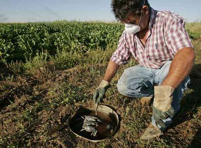 Goyo Villar muestra algunos de los topillos que se han ahogado en las trampas de su parcela en Villalar de los Comuneros, Valladolid.