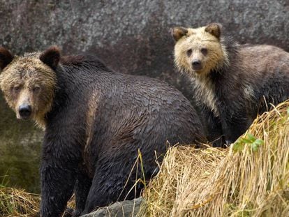 Una hembra de oso grizzly junto a su cría en la provincia de la Columbia Británica, en Canadá.