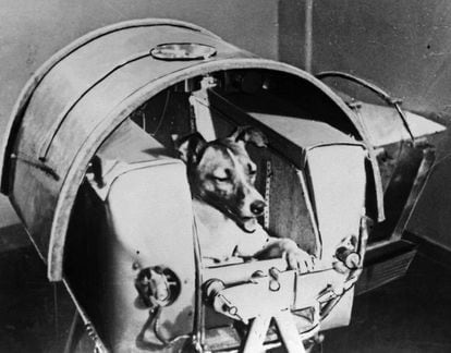 El 'Sputnik 2' fue el primer satélite con un ser vivo a bordo: la perra Laika. El 3 de noviembre de 1957, los soviéticos lanzaron este cono de cuatro metros de alto y dos de diámetro en la base, que pesaba 500 kilos y tenía víveres y agua en forma de gel para el animal. Se esperaba que Laika viviera cerca de diez días, pero se cree que no duró más de dos por la temperatura a bordo.