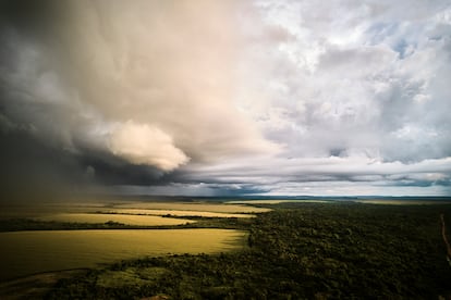 Vista del encuentro entre la selva y los monocultivos de maíz cercanos a la Tierra Indígena Xingú.