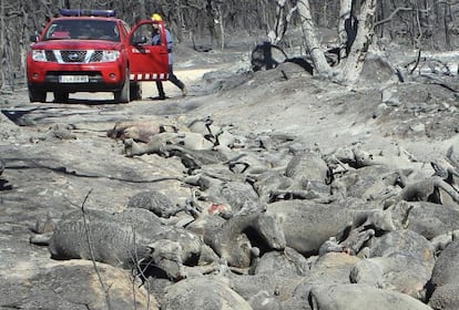 Un bombero, ante los cuerpos de algunas de las 500 ovejas abrasadas por el incendio forestal cerca de Darnius, (Girona).