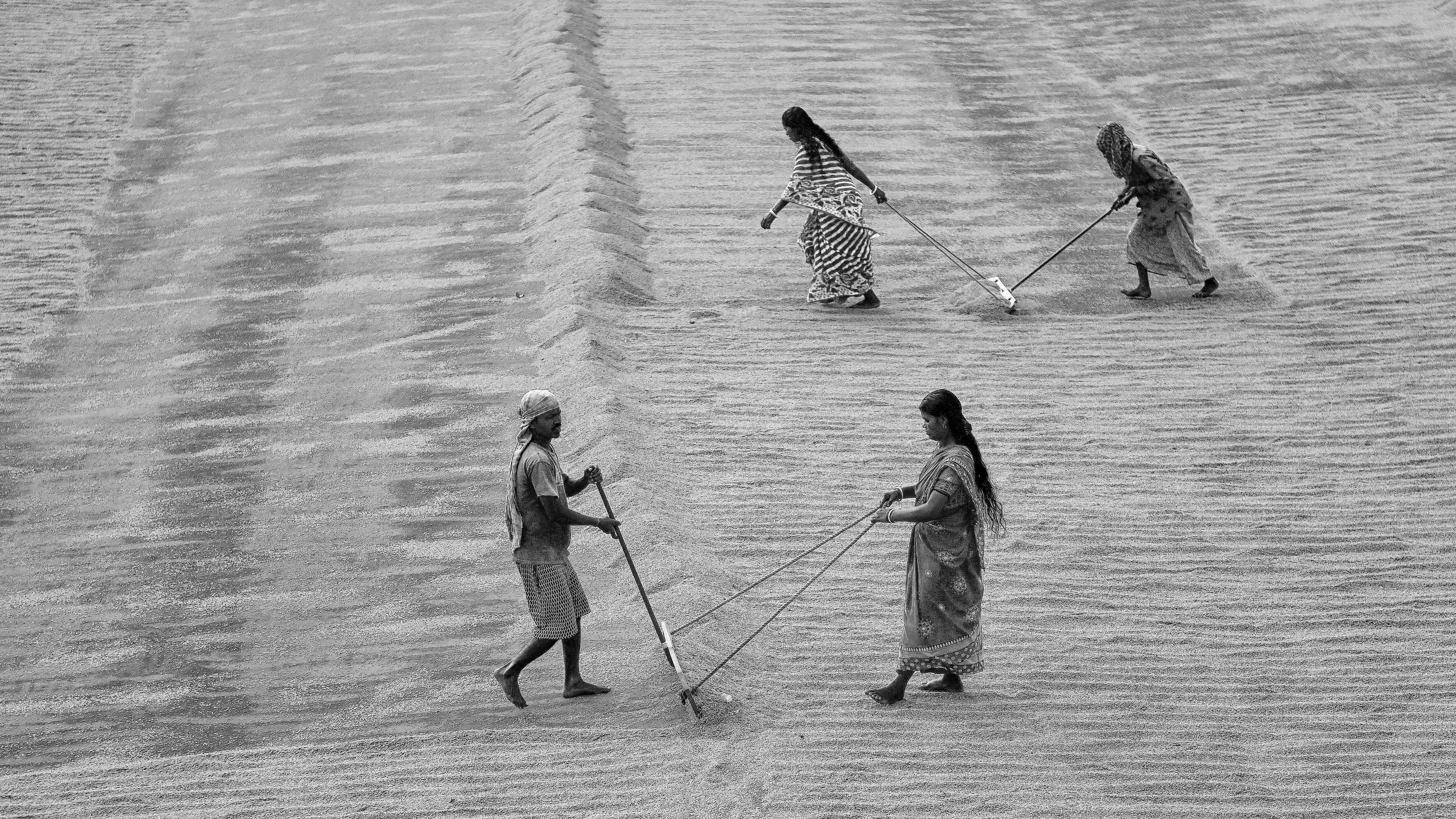Personas trabajan en campos de arroz secando los granos, en Santipur (India), en enero de 2023.