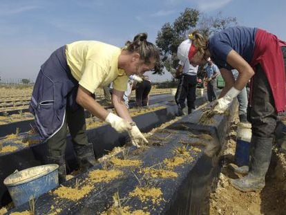Mujeres inmigrantes trabajan en los cultivos de fresa en Huelva.