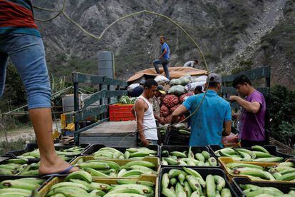 Trabajadores transportan vegetales, en La Grita (Venezuela).