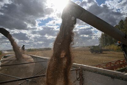 Varias máquinas trabajan en la cosecha del trigo en Omsk (Rusia).