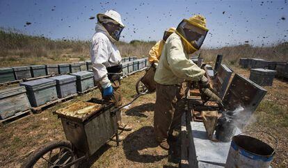 Tareas de recolección de la miel en la desembocadura del Río Mijares en Castellón   
