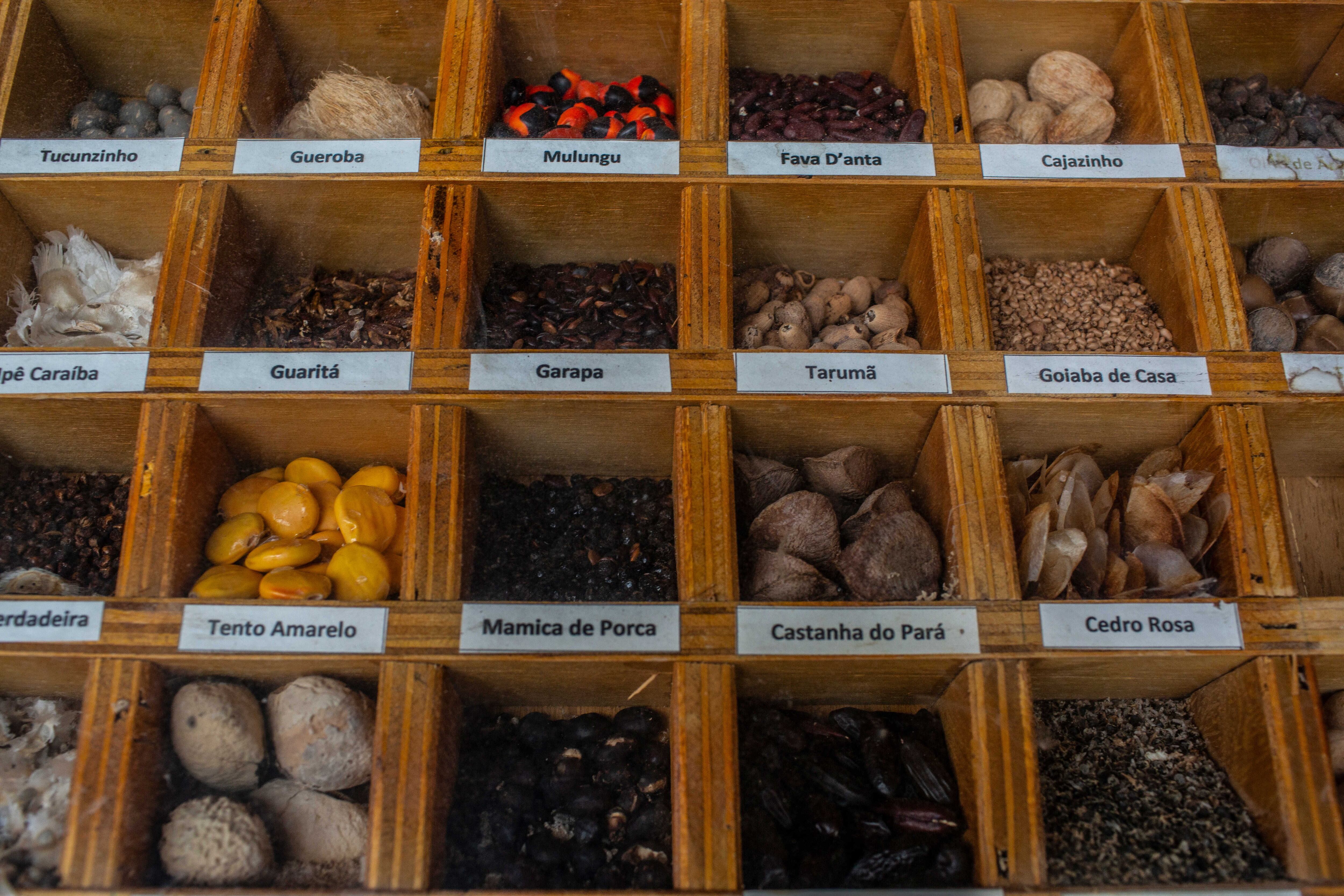 Cerca de 200 especies de semillas nativas son expuestas en una exhibición de madera improvisada que muestra a los clientes de la Red de Semillas de Xingu la variedad que pueden ofrecer y enviar para proyectos de regeneración en el Cerrado.