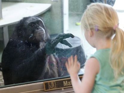El bonobo Kanzi ha participado en numerosos estudios del lenguaje en simios