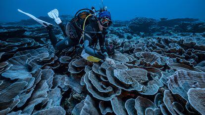 Un buzo, en el arrecife de coral descubierto frente a las costas de Tahití (Polinesia Francesa).