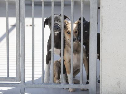 Tres perros en un centro de protección animal en Madrid, en una imagen de archivo.