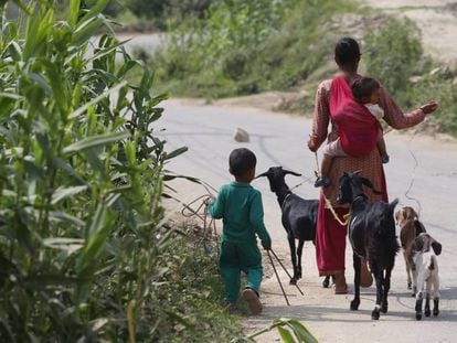 Una mujer nepalí con sus hijos y sus cabras camina por una carretera en la región de Bhaktapur el pasado 18 de mayo, durante la cuarentena por covid-19 en el país.