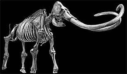 Esqueleto de mamut expuesto en el Museo Page, en Los Ángeles.