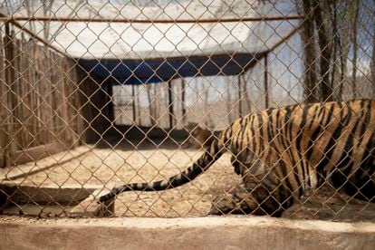 Un tigre en su jaula de 'cuarentena', un espacio más pequeños para los individuos que aún no están listos para convivir con los demás en el hábitat recién construido.