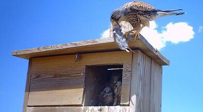 Un cern&iacute;calo vulgar lleva un roedor a sus pollos, en una de las cajas nido instaladas para el control biol&oacute;gico en la provincia de Palencia. 