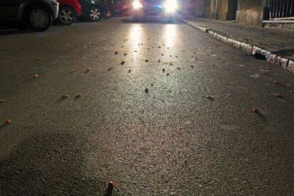 Una calle de Tarragona invadida por las cucarachas.