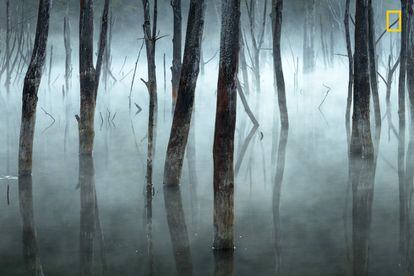 La niebla matinal empaña los árboles muertos del lago Cuejdel, en Rumania; un embalse natural creado por el deslizamiento de tierra.