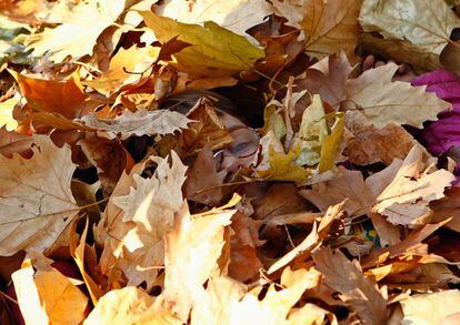 Un niño se esconde entre hojas de árbol caídas en Belgrado, Serbia.