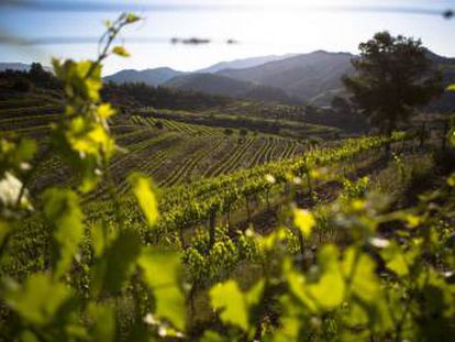 Vi&ntilde;edos en el Priorat. 