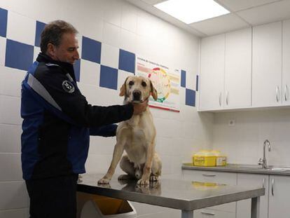 Un agente sujeta a uno de los perros policía de la Policía Municipal de Madrid.