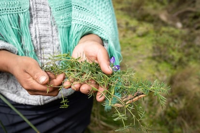 Pilar Andrango, lideresa de la comunidad Samana, muestra alverjilla, una planta ideal para tratar dolores de hígado y riñon. 