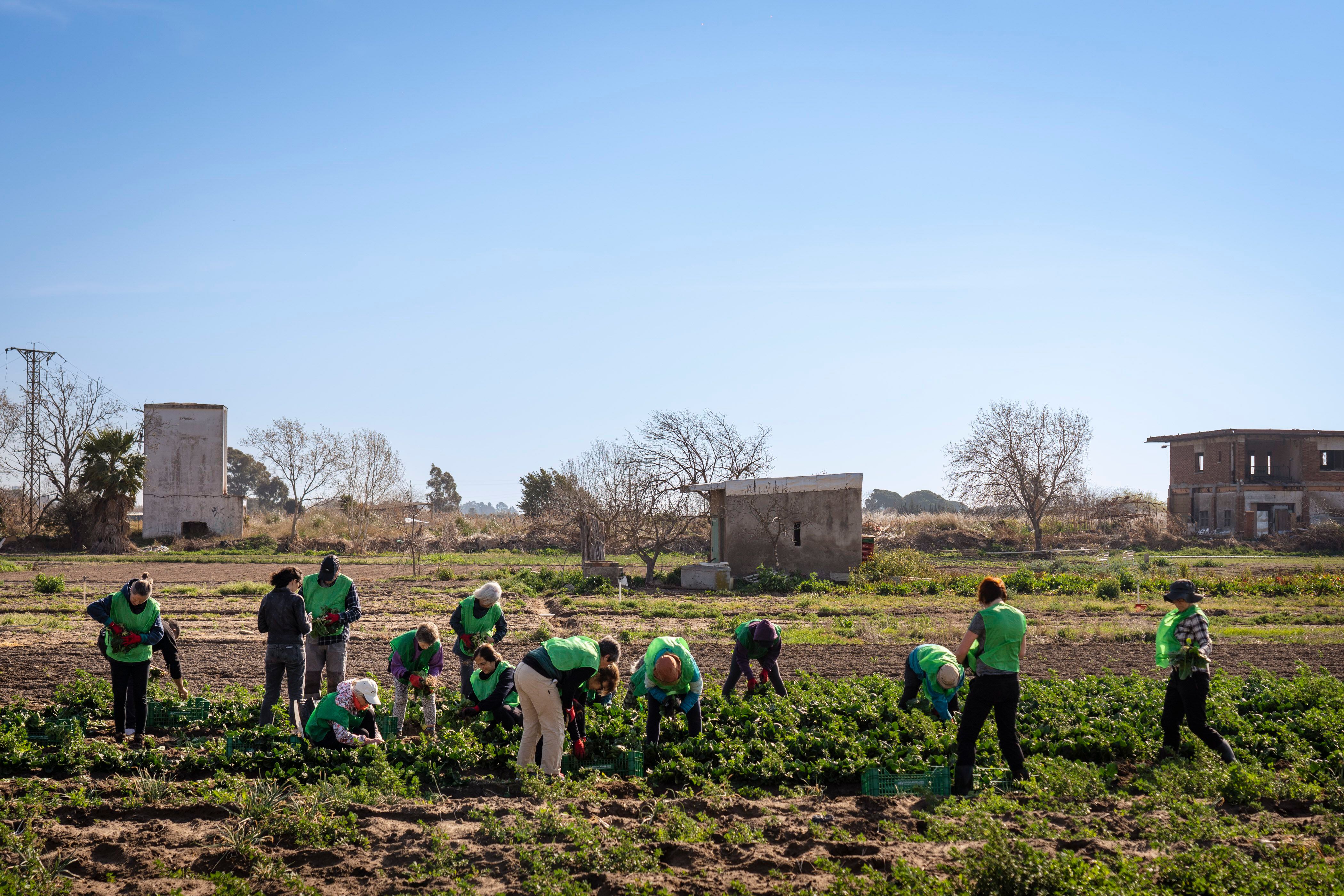 Una quincena de voluntarios, mayoritariamente mujeres, recoge espinacas en un campo de Gavà. El agricultor no las podía vender porque el mercado esta saturado. 