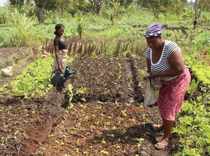 Unas agricultoras mozambiqueñas utilizan el compost en su huerta urbana.