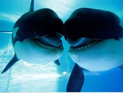 Orcas en el Loro Parque, en Tenerife. 