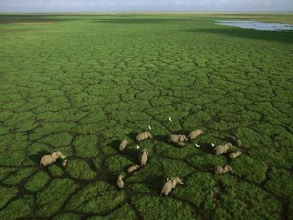 Una manada de elefantes cruzando los verdes pastos del parque nacional de Amboseli, en Kenia.