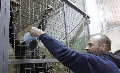Un cuidador del Bioparc le da un caldo caliente a los chimpanc&eacute;s para combatir las bajas temperaturas