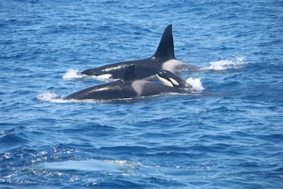 Familia de orcas en el Estrecho de Gibraltar.