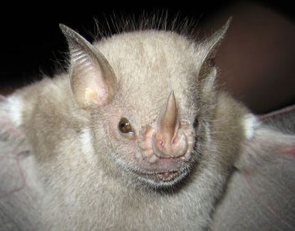 Un 18% de los murciélagos están amenazados.