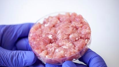 Un ingeniero alimentario sostiene en una placa de Petri una muestra de carne cultivada en laboratorio.