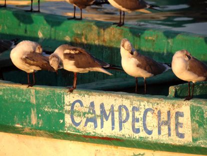 Gaviotas posadas sobre un pesquero mexicano.