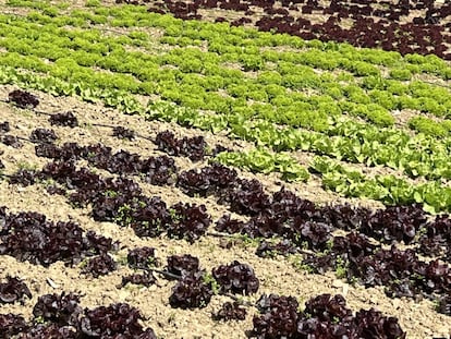 Campos de lechugas en Coin. JC CAPEL