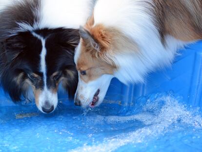 Beber agua regularmente y remojarse es fundamental para que los perros no sufran un golpe de calor. GETTY IMAGES.