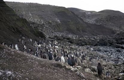 Pingüinera de barbijos en Isla Decepción, en la Antártida, una especie muy afectada por la falta de krill.
