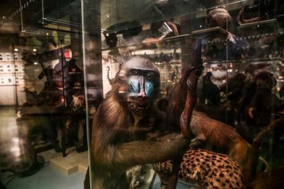 Showcase of the warehouses of the National Museum of Natural Sciences at its headquarters in Madrid.