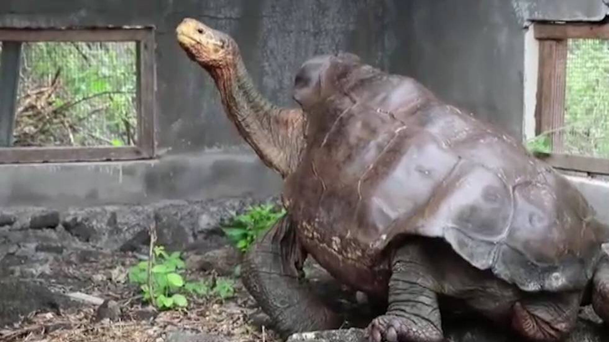 Como Oponerse a Embajador Diego': La tortuga centenaria que ha engendrado 800 hijos | Mundo animal |  EL PAÍS