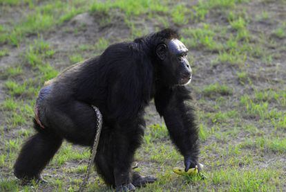 Las hembras chimpancés son altruistas