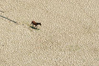 Sin embargo, este problema no es algo nuevo. Desde 2004, la disminución en los niveles pluviales ha ocasionado que el nivel del río Amazonas haya bajado un promedio de cerca de dos metros. En la imagen, un caballo camina a través del desecado lago de Curuai, en Pará.