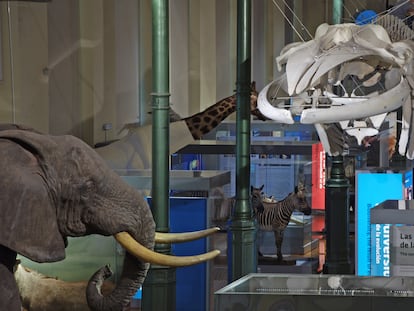 Sala principal del Museo Nacional de Ciencias Naturales, en Madrid.
