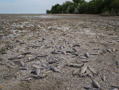 Miles de peces muertos aparecidos en la orilla del Dniéper a la altura de Marianske debido a la bajada del caudal del río tras el derrumbe aguas abajo de la presa de Nova Kajovka.