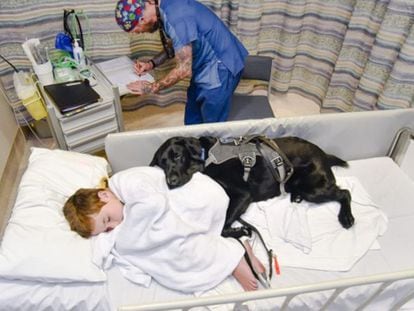 James Isaac en el hospital de Wellington con su perro.