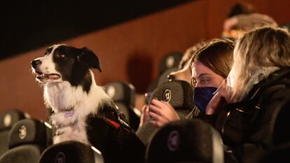 Una mujer junto a su perro en un cine de Gijón durante un pase denominado "dogfriendly".