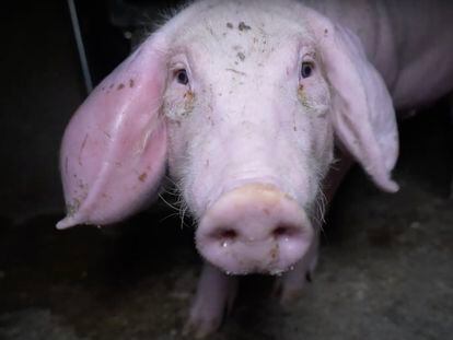 Un cerdo enfermo de la explotación de Domingo del Pozo en Quintanilla del Coco (Burgos).