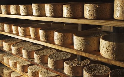 Quesos en proceso de fermentaci&oacute;n en una cueva de la villa de Tielve de Cabrales (Asturias).